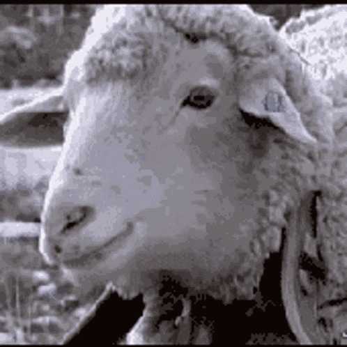 Sheep Deal GIF