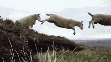 Sheep Jumping GIF