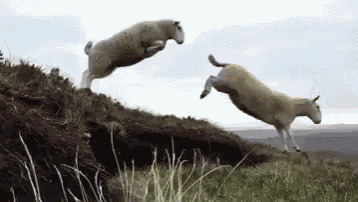 Sheeps Counting Sheeps GIF