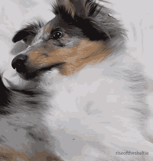 Sheltie Shetland Sheepdog GIF