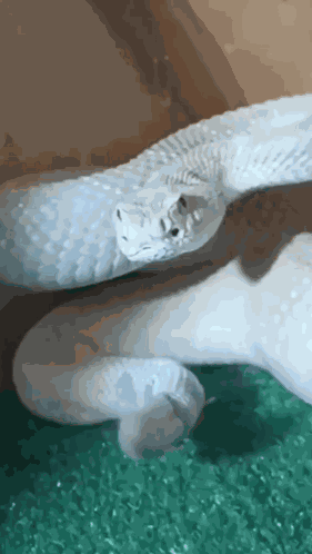 Shhh Cobra Calado GIF