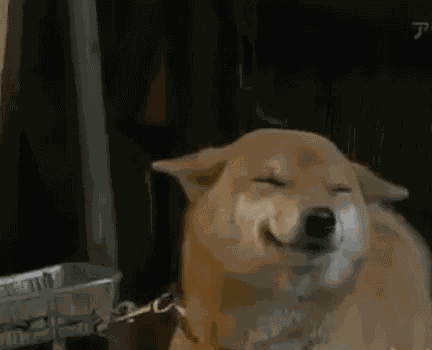 Shiba Hài Lòng GIF