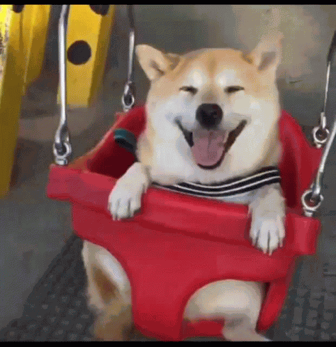 Shiba GIF