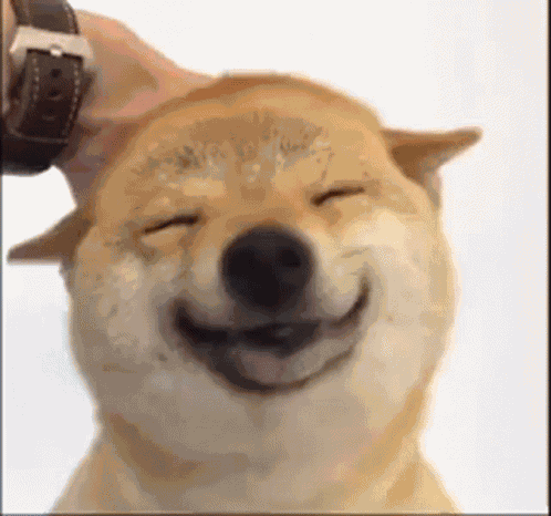 Shiba Shiba Inu GIF
