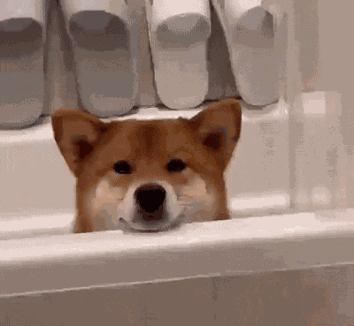 Shiba Shiba Inu GIF