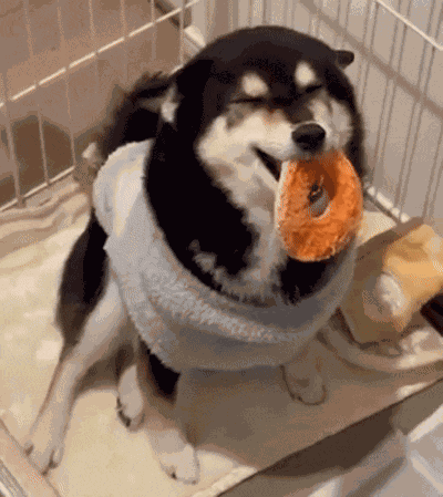 Shiba Shiba Inu GIF