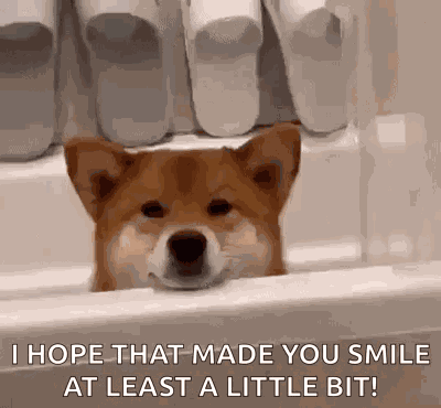 Shiba Shiba Inu GIF