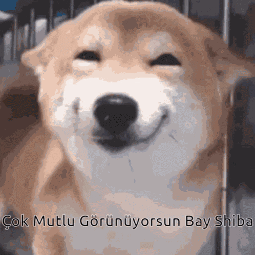 Shiba Shibe GIF