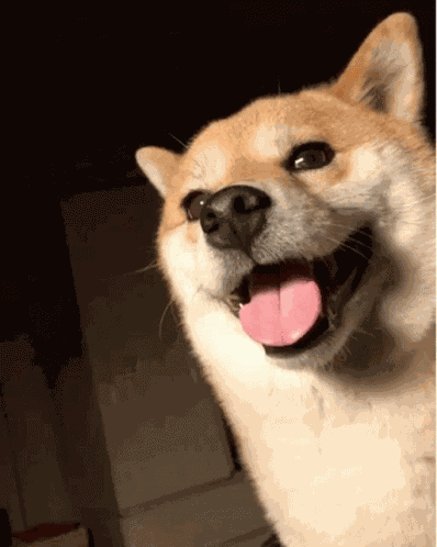 Shiba Smile GIF