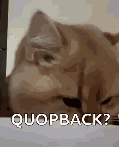 Shock Shocked GIF