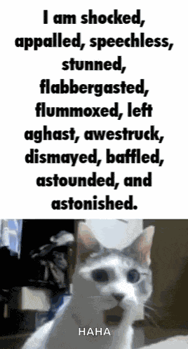 Shocked Cat Flabbergasted GIF