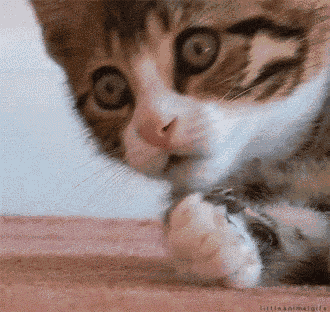 Shocked Cat GIF