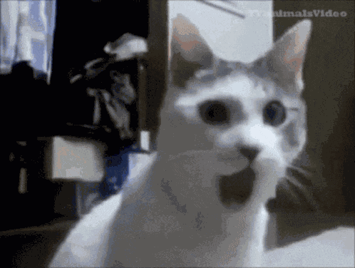 Shocked Cat GIF