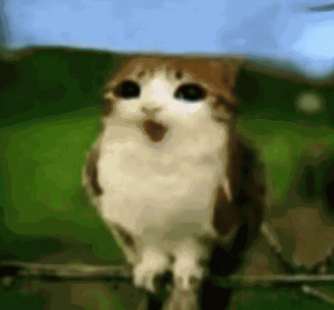 Shocked Cat Slowed Bird GIF