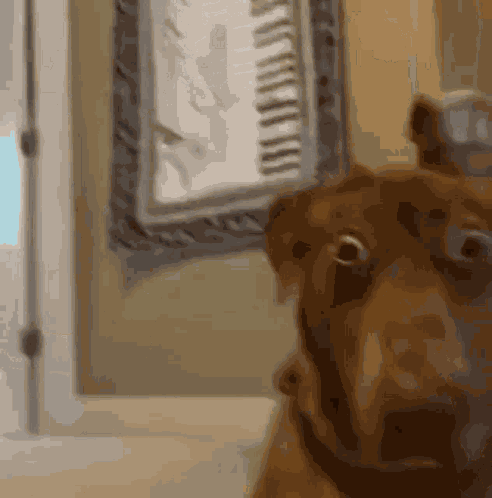 Shocked Dog GIF
