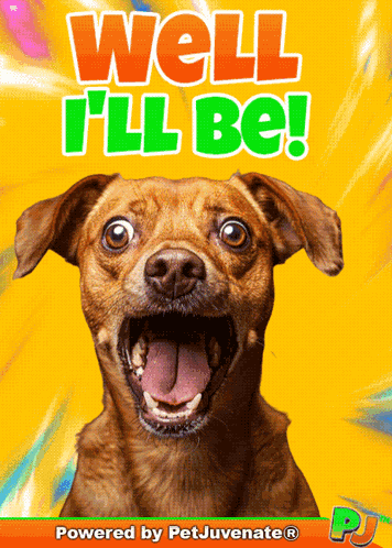 Shocked Face Dog Funny Gif Pj Pj Petjuvenate Well I'Ll Be Pj Pj Shocking Amazed Stunned GIF