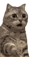 Shocked Shocked Cat Sticker