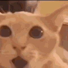 Shocked Shocked Meme GIF