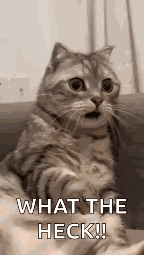 Shocked Surprised GIF