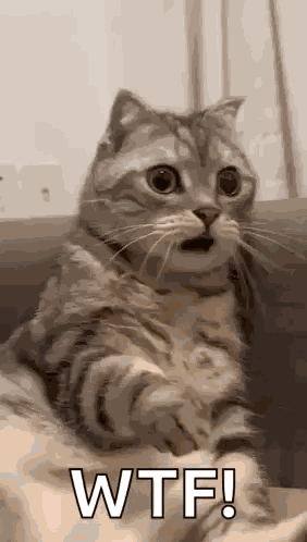 Shocked Surprised GIF