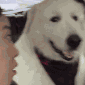 Shocked Surprised GIF