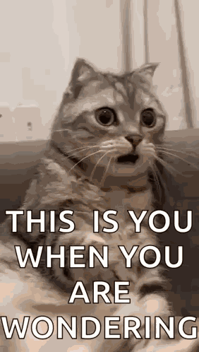 Shocked Surprised GIF
