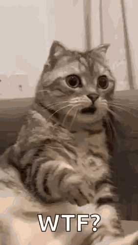 Shocked Surprised GIF