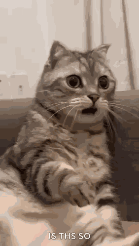 Shocked Surprised GIF