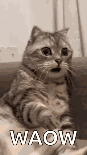 Shocked Surprised GIF