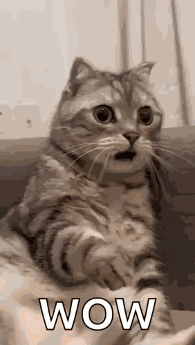 Shocked Surprised GIF