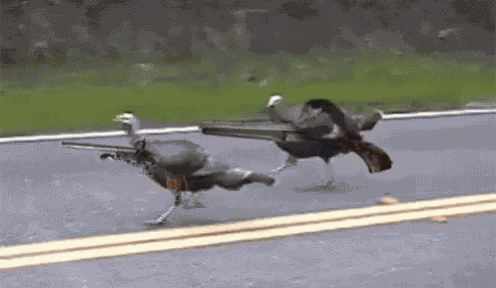 Shoot Turkey GIF