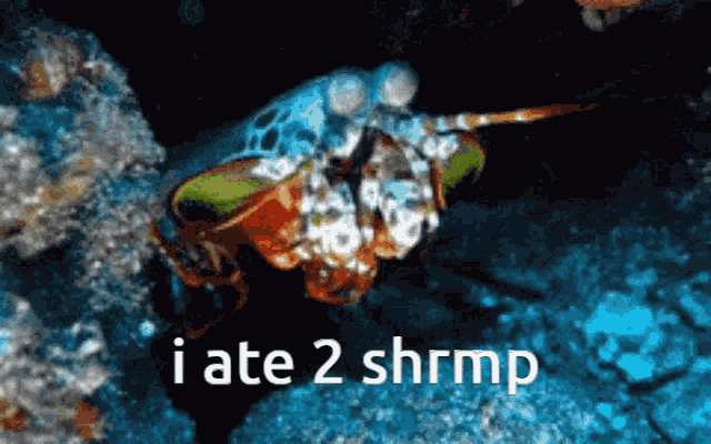 Shriminal Shrimp GIF