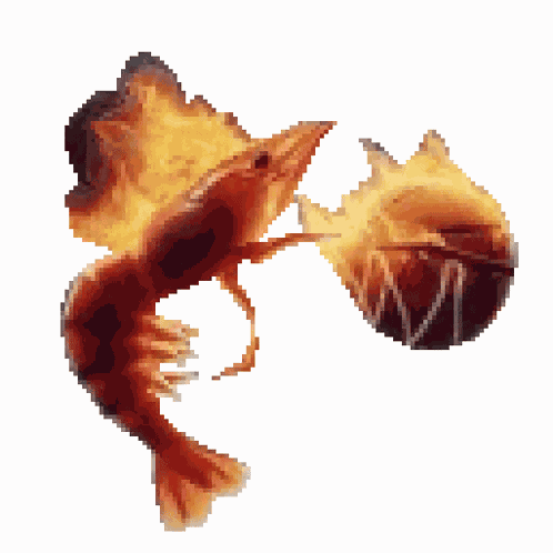 Shrimp Balling GIF