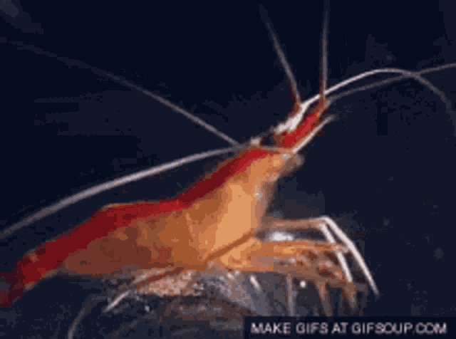 Shrimp GIF