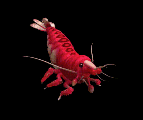 Shrimp Dance GIF