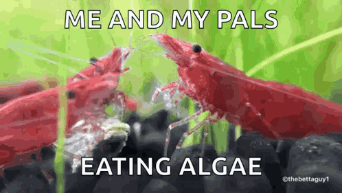 Shrimp Eating GIF