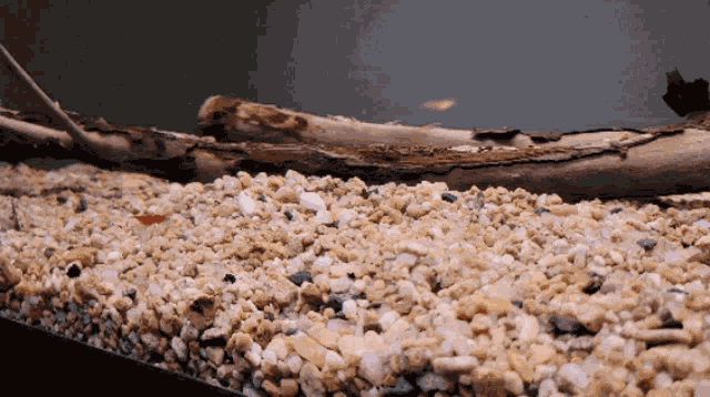 Shrimp Red Shrimp GIF