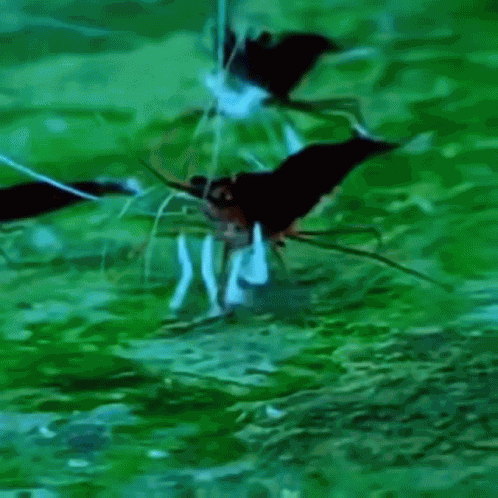 Shrimp Shrimp Dance GIF