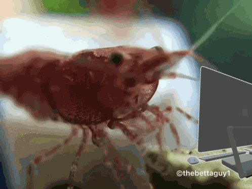 Shrimp Shrimp Typing GIF