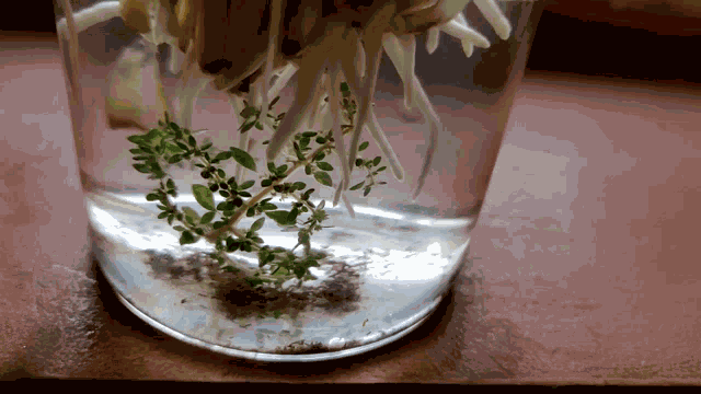 Shrimp Temporary GIF