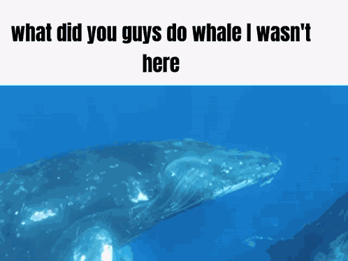 Shrimple Whale GIF