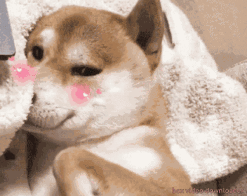 Shy Cute Puppy GIF