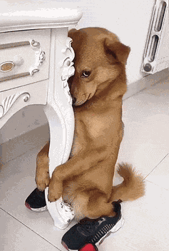 Shy Dog Shy Dog Shoes GIF