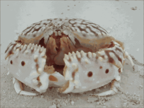 Shy Shame GIF