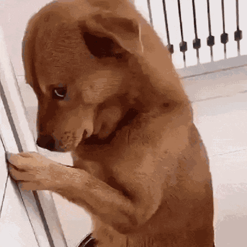 Shy Xiaopang Xiaopang Dog GIF