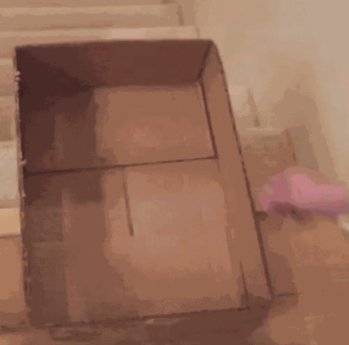 Siamese Cat GIF