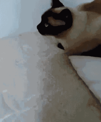 Siamese Cat Mittensbattle GIF