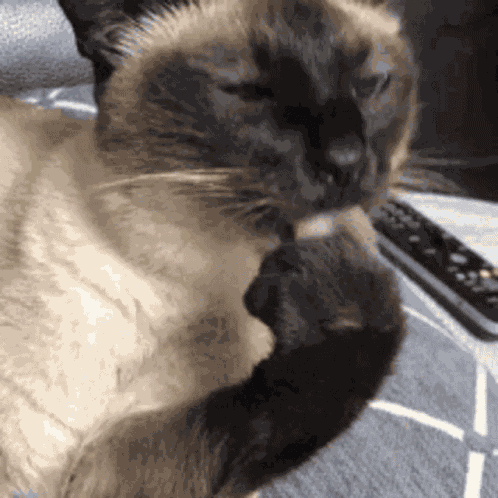 Siamese Cat Siamese GIF