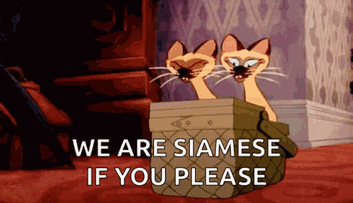 Siamese Cats GIF