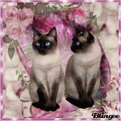 Siamese Cats GIF